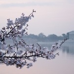 Jefferson Memorial on a Foggy Saturday