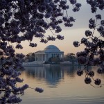 Cherry Blossoms