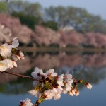 cherry5