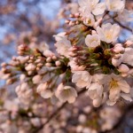 cherry6