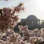 Cherry Blossoms in the Morning