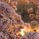 Cherry Blossoms