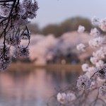 Cherry Blossoms